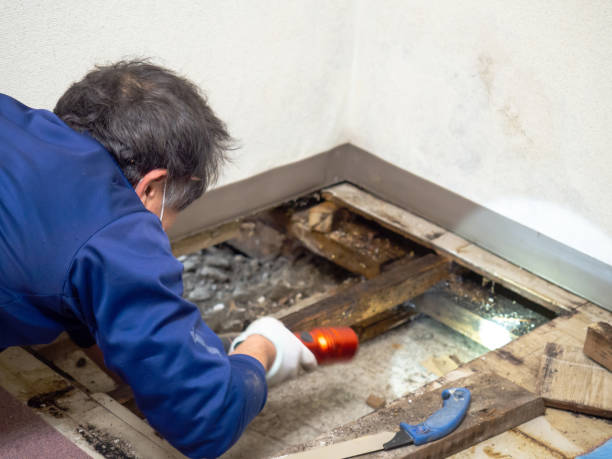 Best Affordable Mold Removal  in Stowell, TX