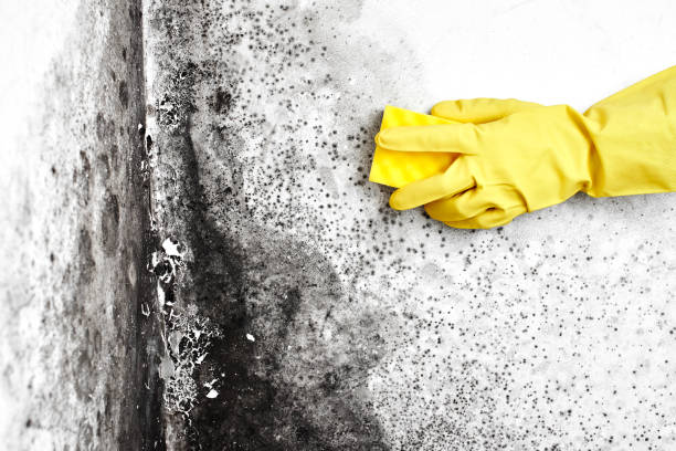 Best Professional Mold Removal  in Stowell, TX