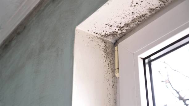 Best Emergency Mold Removal  in Stowell, TX