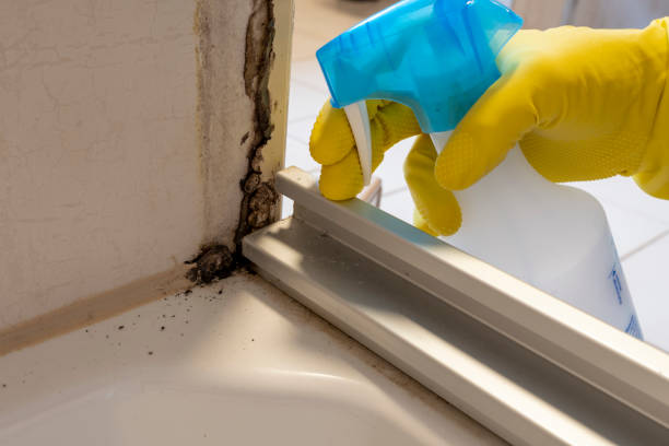 Professional Mold Removal in Stowell, TX