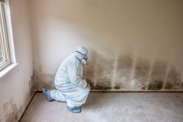 Best Local Mold Removal Service  in Stowell, TX