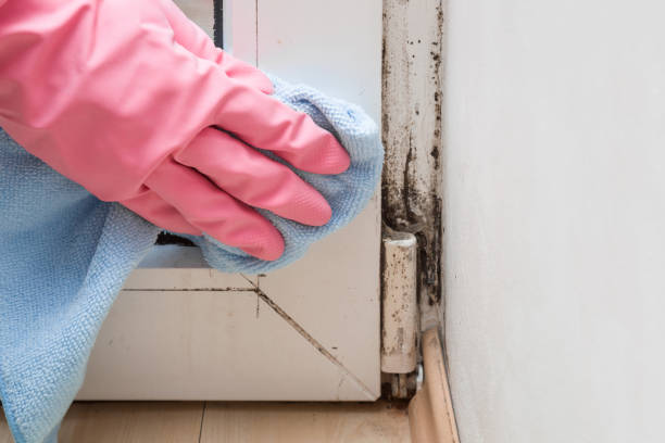 Best Mold Cleaning Services  in Stowell, TX