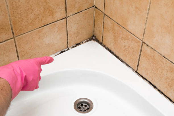 Certified Mold Removal in Stowell, TX